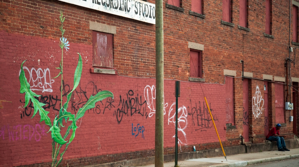 Aster in Asheville by Mona Caron