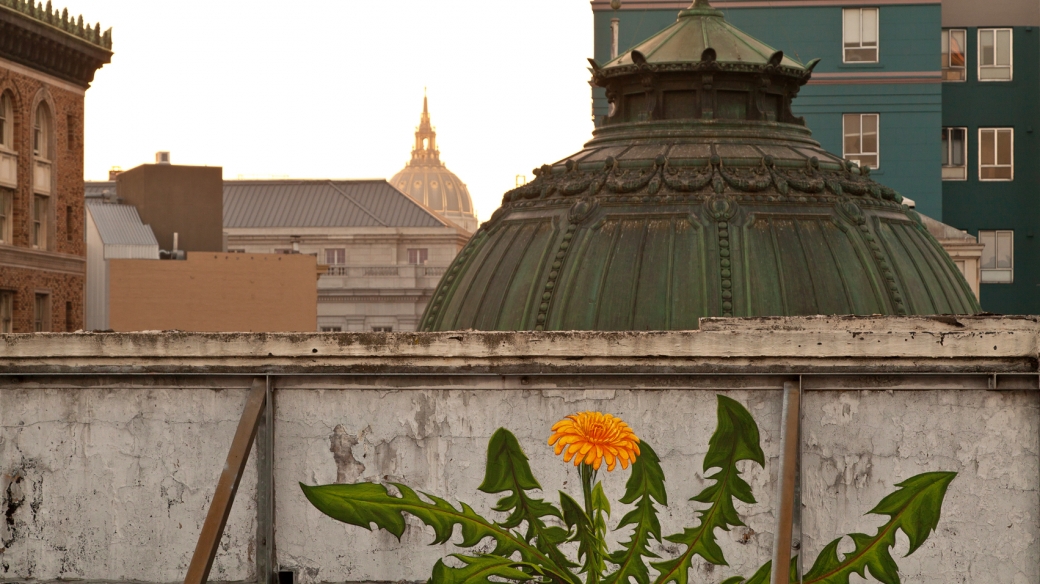 WEEDS series by Mona Caron: Dandelion at masjid darussalam in San Francisco